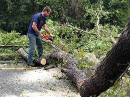 Best Leaf Removal  in Eagle Grove, IA