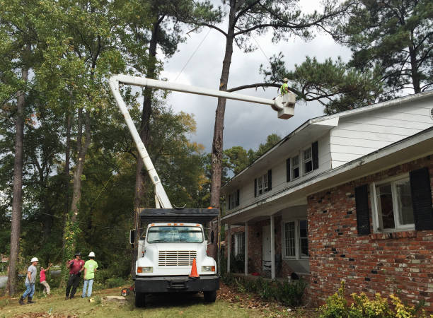 Best Hazardous Tree Removal  in Eagle Grove, IA