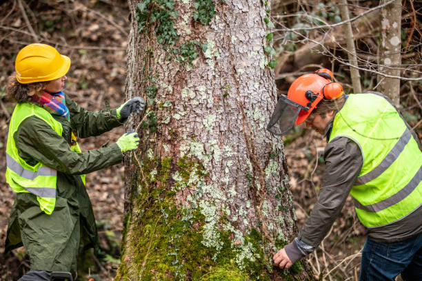 Professional Tree Removal Services in Eagle Grove, IA