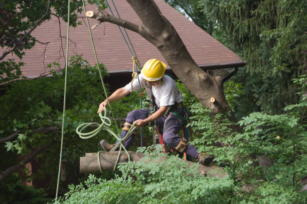 Best Tree Risk Assessment  in Eagle Grove, IA