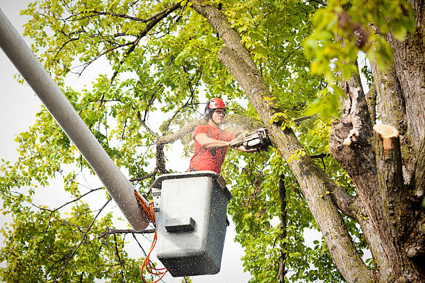 Best Root Management and Removal  in Eagle Grove, IA