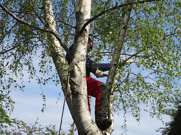 How Our Tree Care Process Works  in  Eagle Grove, IA