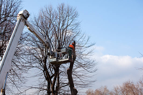  Eagle Grove, IA Tree Removal Services Pros